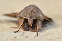 Orthosia incerta
