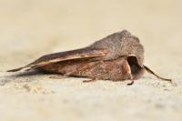 Orthosia incerta