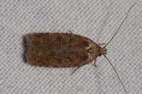Agonopterix