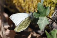 Pieris napi