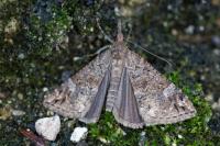 Hypena obsitalis
