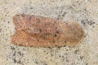 Orthosia cruda