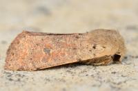 Orthosia cruda