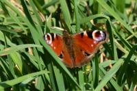 Aglais io