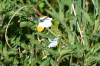 Anthocharis cardamines
