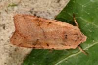 Agrochola lychnidis
