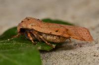 Agrochola lychnidis