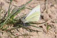 Pieris rapae