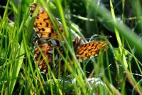 Boloria dia