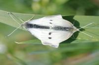 Pieris rapae