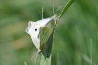 Pieris rapae