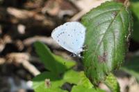 Celastrina argiolus