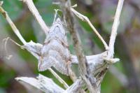 Aplocera