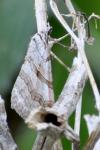 Aplocera