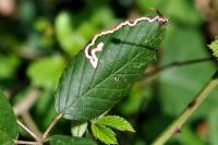 Stigmella aurella