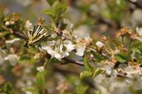 Iphiclides podalirius