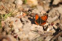 Lycaena phlaeas