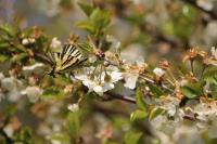 Iphiclides podalirius