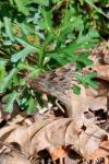 Carcharodus alceae