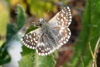 Pyrgus malvae