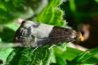 Notocelia cynosbatella