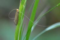 Nematopogon adansoniella