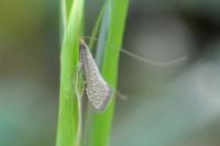 Nematopogon adansoniella