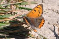 Lycaena phlaeas