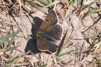 Lycaena tityrus