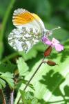 Anthocharis cardamines