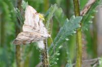 Aplocera