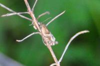 Ancylis comptana