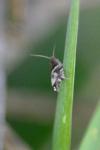 Ancylis comptana