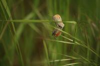 Coenonympha pamphilus