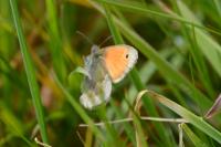 Coenonympha pamphilus