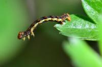 Erannis defoliaria