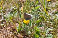Polyommatus icarus