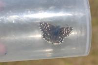 Pyrgus malvae