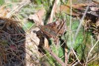 Erynnis tages