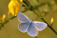 Polyommatus icarus