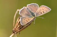 Lycaena tityrus