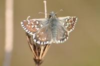 Pyrgus malvae