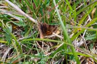 Euclidia glyphica