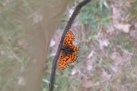 Boloria dia