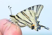 Iphiclides podalirius