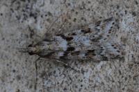 Eudonia angustea