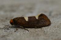 Incurvaria masculella