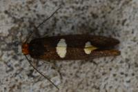 Incurvaria masculella