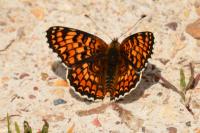 Melitaea phoebe