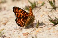 Melitaea phoebe